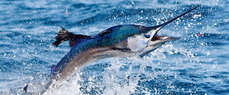 banner-img4.jpg